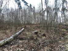 Sehr ausgedünnter Bestand