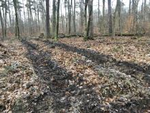 Schäden des Waldbodens