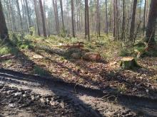 Breitere Fahrspuren als der Weg