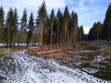 Fichtenwald abgeholzt im Trinkwassereinzugsgebiet