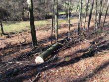 Gefällte Bäume im Naturschutzgebiet Gillesbachtal (Eifel)