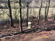 Gefällte Bäume im Naturschutzgebiet Gillesbachtal (Eifel)