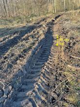 45cm Tiefe im Sumpfwald