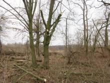 22_02_02 Baumschnitt