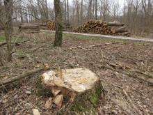 22_03 Wörlitz-Coswig