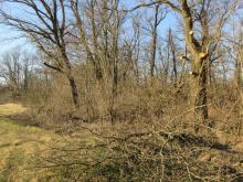 22_02_05 Baumschnitt