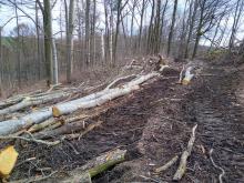 Zerfahrener Weg und gefällte Buchen