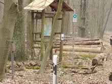 Stapel gefällter Bäume