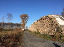 Eine Impression der Flächen, die gefällt wurden