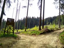 Abholzung und Wegeschäden