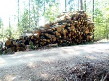 Holzpolter im Naherholungsgebiet bei Bad Reichenhall
