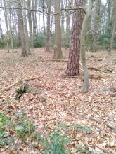 Durch Immissionen aus der Landwirtschaft und Durchforstungen vorgeschädigter Wald wird ausgeplündert!