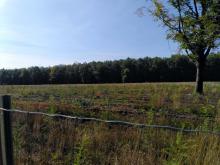 Wiederaufforstungen in Reih und Glied auf Kahlschlagfläche.