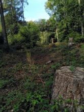 Oft kein geschlossenes Kronendach. Größere Bäume wurden &quot;geerntet&quot;.