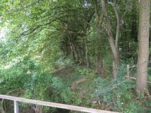 Horstmar: &quot;unordentliche&quot; sich selbst überlassene Waldfläche soll weg!