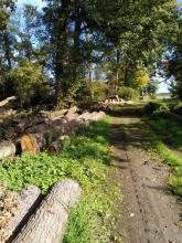 Holzernte im NSG: Venner Moor (bei: Senden)