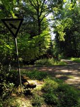 Naturschutz schützt größere Bäume nicht!