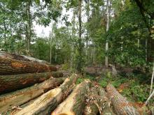 Maschinen fraßen sich flächendeckend durch Wald