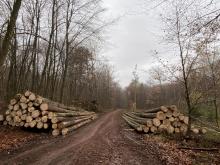 Ein Teil der geschlagenen Bäume