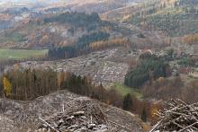 Kahlschläge S/W Puderbach