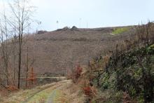 Kahlschlag östlich Puderbach - Richtel 1