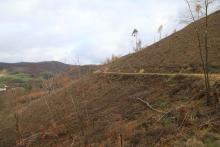 Kahlschlag östlich Puderbach - Richtel 2