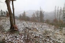 Kahlschlag Bad Laasphe - Rote Hardt 2