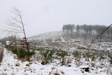 Wegespinne Puderbach Hainrot 2