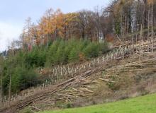 Wiederaufforstung mit Nadelbäumen Unterer Stein
