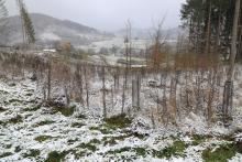 Douglasie - Vorm Hohlweg - Puderbach 1