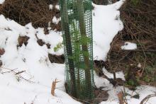 Douglasie, Am Stein, nördlich Puderbach 4