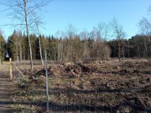 Aufforstung nach Kahlschlag_4, aufgenommen am 02.04.2021