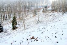 N von Puderbach - Schweinskaute und Oberste Kirschköpfchen