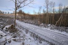 Sturm - umgestürzte Laubbäume - Kahlschlag am Hang