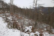 Buchen - zwischen Mittelköpfchen und Die Bracht 1