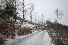 Buchen - zwischen Mittelköpfchen und Die Bracht 3