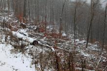Buchen - zwischen Mittelköpfchen und Die Bracht 5