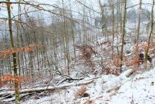 Sturm - umgestürzte Laubbäume unterhalb des Weges - Kahlschlag am Hang