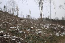 Hainroth - unterhalb Hettmannweg 1