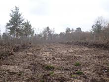 Staatswald im Käfertaler Wald (ForstBW), Kahlschlagfläche Bild 2