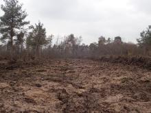 Staatswald im Käfertaler Wald (ForstBW), Kahlschlagfläche Bild 3. Vollflächige Bearbeitung des Oberbodens.