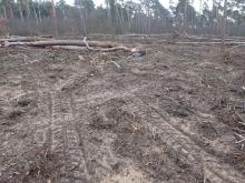 Befahrung abseits der Rückegassen