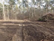 Kahlschlagfläche mit Befahrungslinie