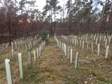 Monokultur (mit Walnuss) auf Kahlschlagfläche im Schutzgebiet.