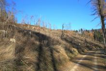 Heide-Berg, südliche Bergflanke - Mittelteil