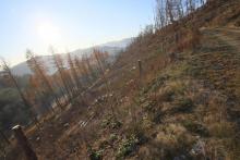 Heide-Berg, südliche Bergflanke - Mittelteil