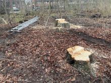 Kahlschlag im Zimmermannschen Wäldchen in Münster Kinderhaus im Dezember 2021, hier: Baumstümpfe und Leiter