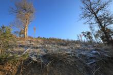 zum Hardt - Hangblick aufwärts