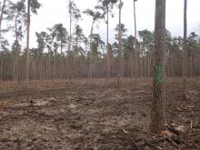 Kahlschlag Kiefernforst an Kastanienallee. Bild vom 21.03.2021