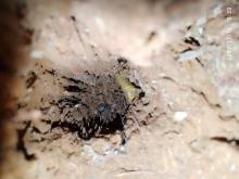 Spechthöhle mit Daunenfedern